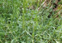 المحاصيل النادرة في ريمة بيئة..خصبة وإمكانيات مفقودة